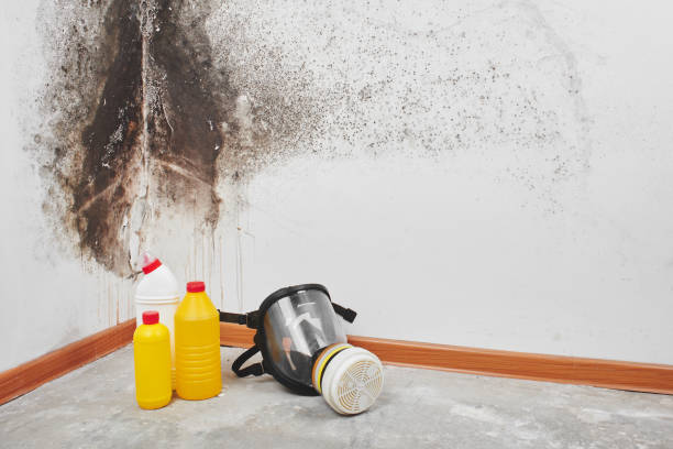 Certified Mold Removal in Bainbridge Island, WA