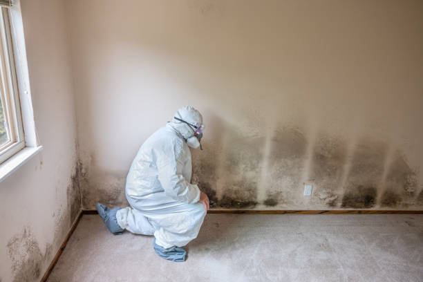 Professional Mold Removal in Bainbridge Island, WA