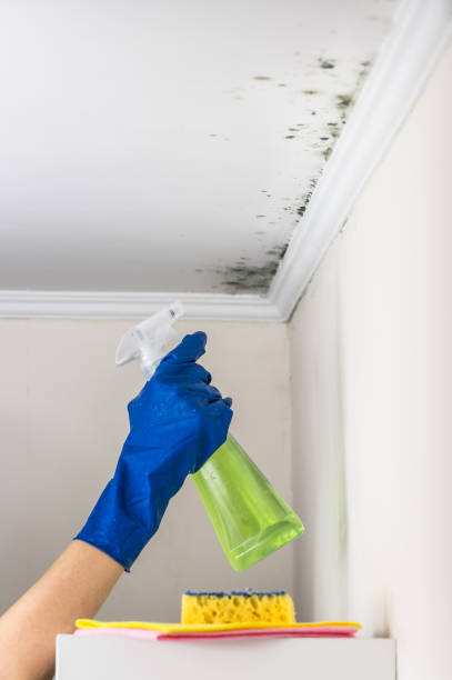 Office Mold Removal Services in Bainbridge Island, WA